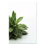 Green Plant Poster